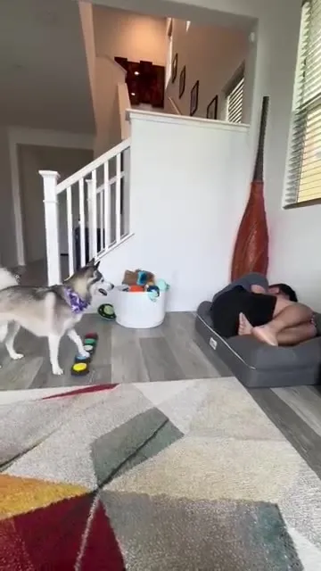 Dog Demands His Bed Back