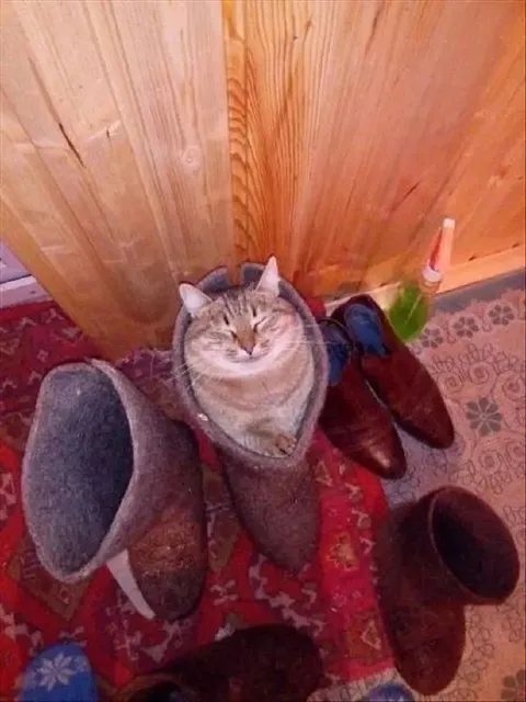 Кот уютно устроился в сапоге