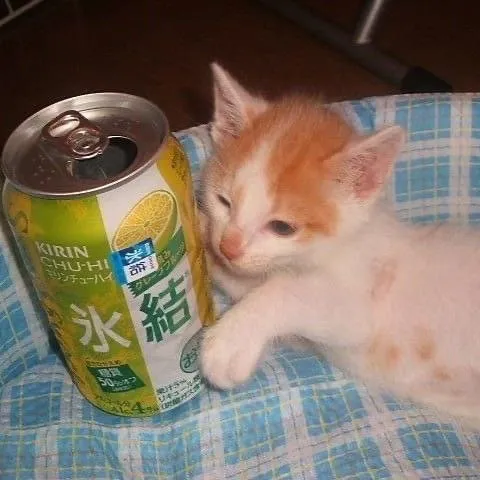 缶に寄り添う子猫
