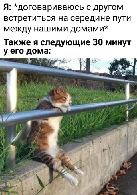 Кот у дома друга
