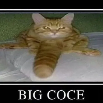 Big Coce Cat