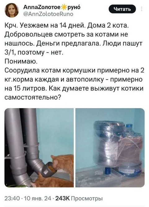 Котики переживут самостоятельность