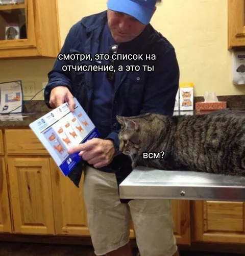 Кот в списке на отчисление
