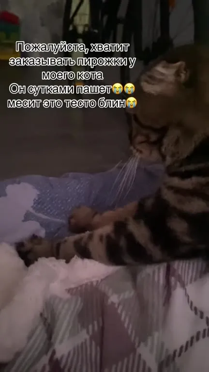 Кот сутками месит тесто