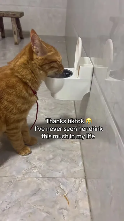 Cat Drinks Like Never Before