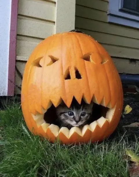 Котёнок в тыкве