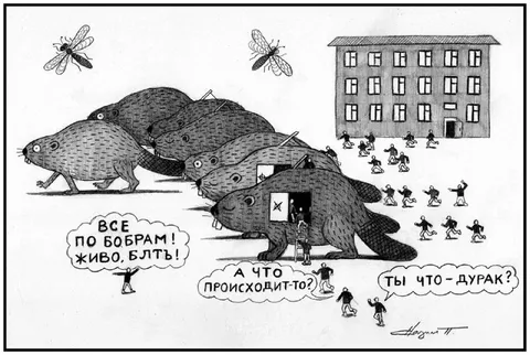 Все по бобрам