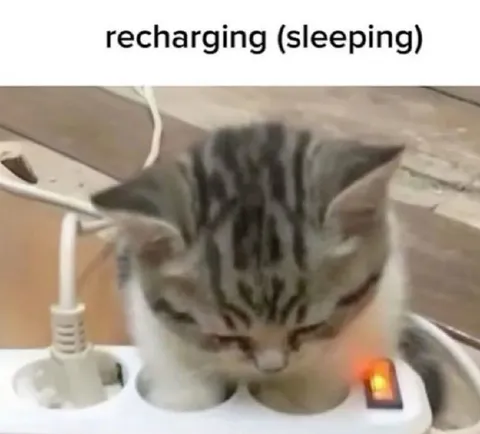 Кот заряжается во сне