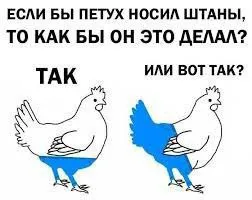 Как петух носил бы штаны