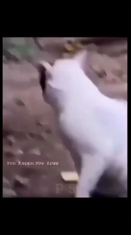 Cat Languages Escalate to German