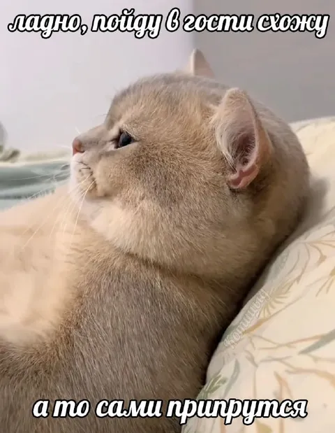 Кот сам припрётся в гости