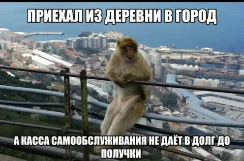 Обезьяна не понимает городскую кассу