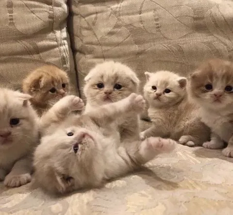 Котята устроили беспорядок