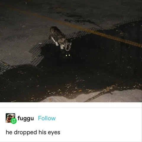 Cat Dropped His Eyes