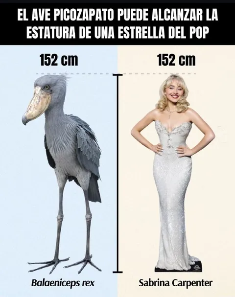 El ave picozapato mide 152 cm
