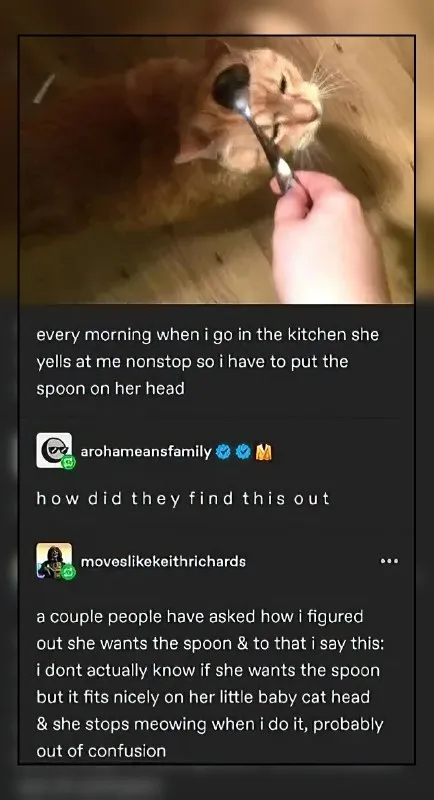 Spoon on the Cat’s Head