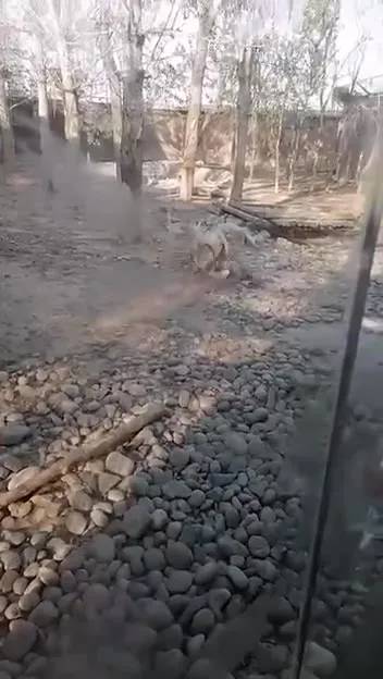 Тигр гонится за гусем