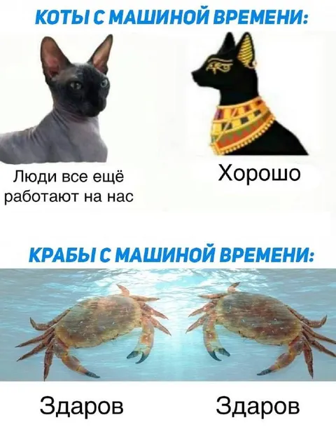 Коты и крабы с машиной времени