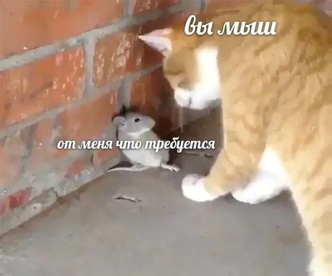 Кот требует объяснений у мыши