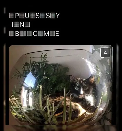 PUSSY IN BLOOME