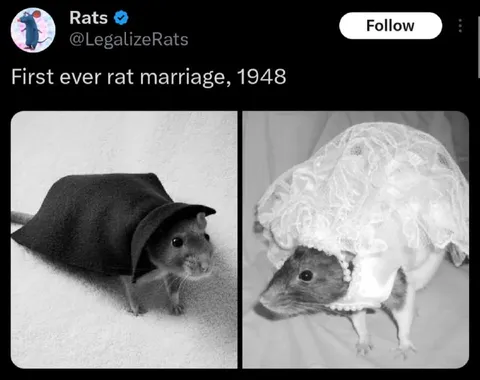 First Rat Marriage in 1948