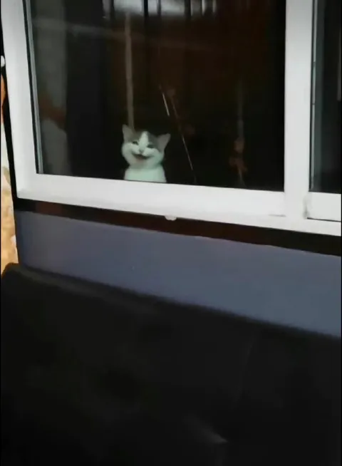 Кот улыбается в окне