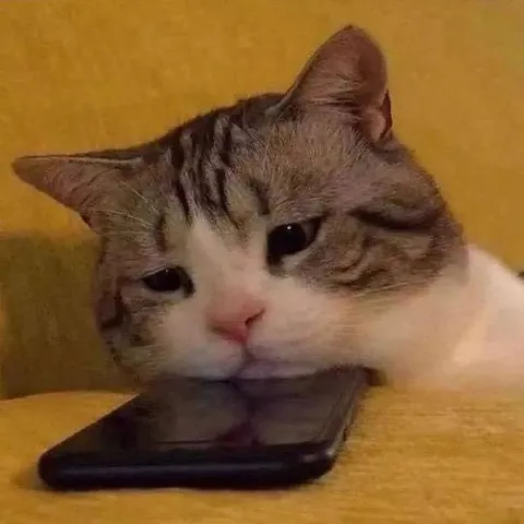 Кот грустит с телефоном