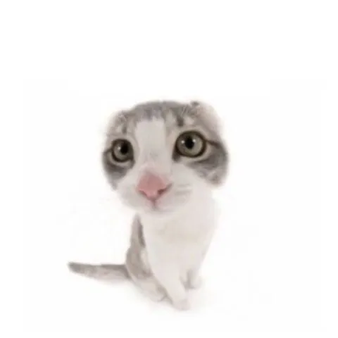 Котик с умоляющим взглядом