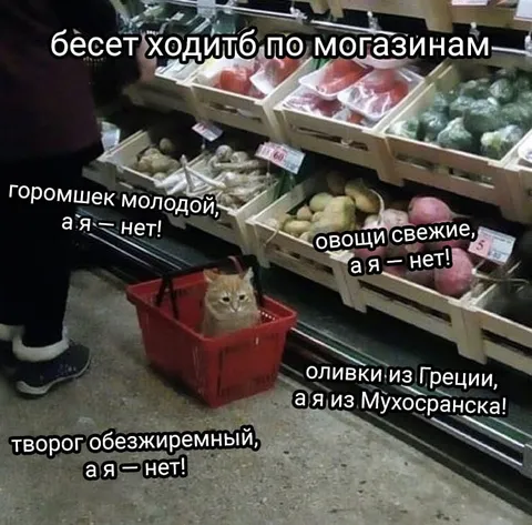 Кот из Мухосранска в магазине