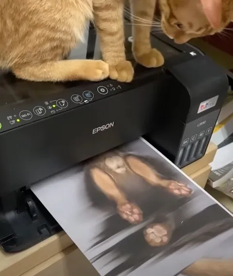 Кот печатает себя