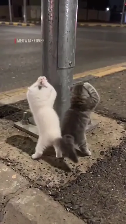 Котята на крыше машины
