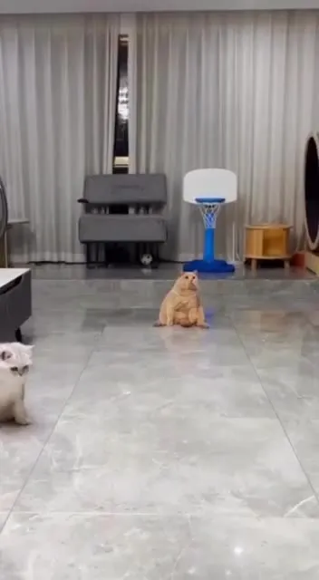 Кот пытается поймать мяч