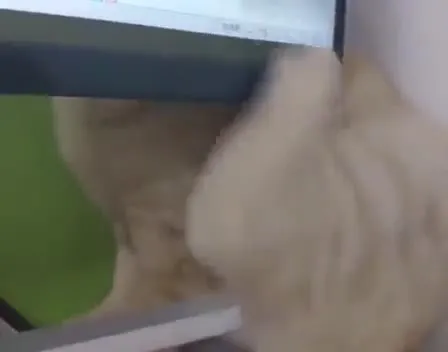 Кот не умеет чесаться