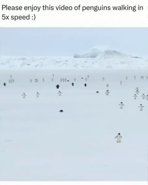 Penguins Walking in 5x Speed