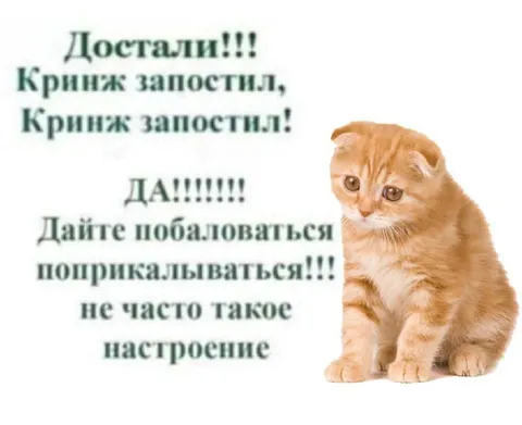 Кот в настроении покринжевать