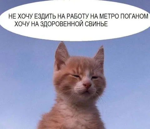Кот хочет ездить на свинье