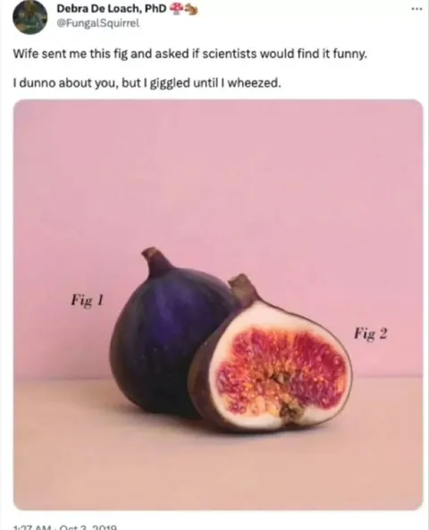 Scientists Find the Fig Funny