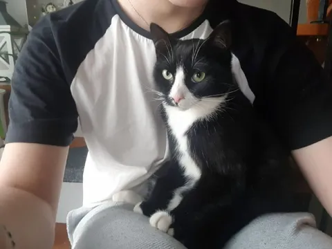 Кот на руках у хозяина