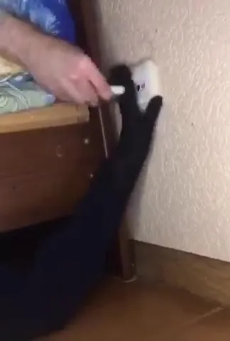 Кот не дает вставить зарядку