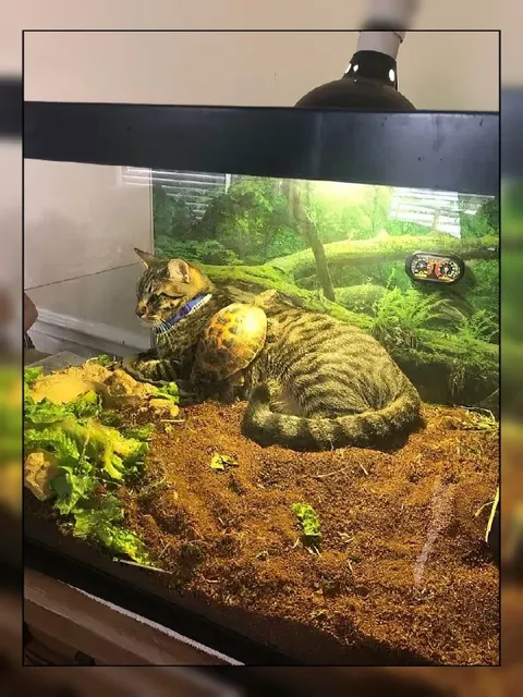 Кот с черепахой на спине