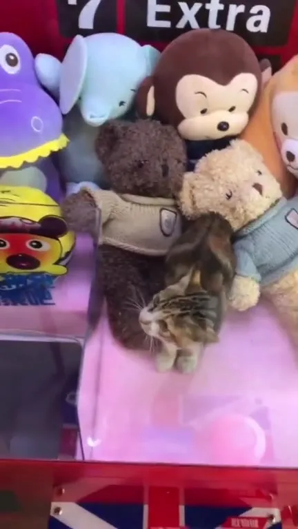 Кот на кране с игрушками