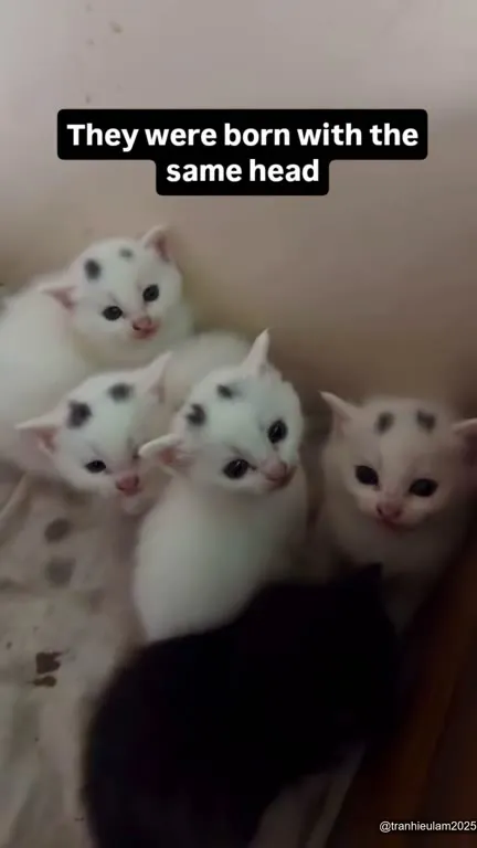 Kittens With the Same Head