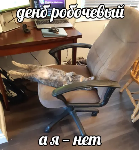Кот не работает в рабочий день