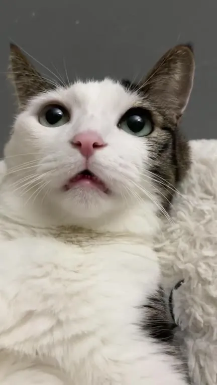 Кот удивлённо мяукает