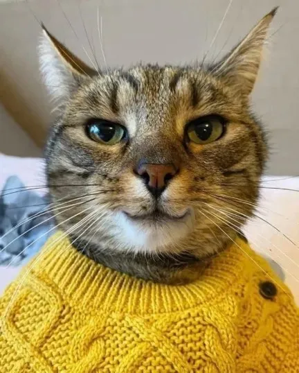 Кот в жёлтом свитере