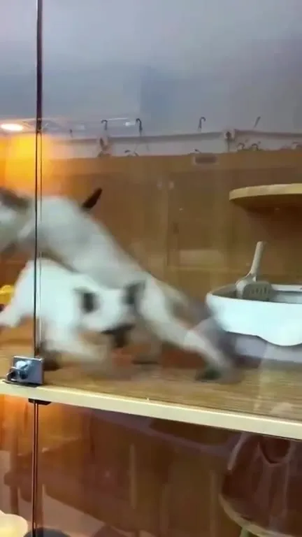 Коты устроили безумную драку