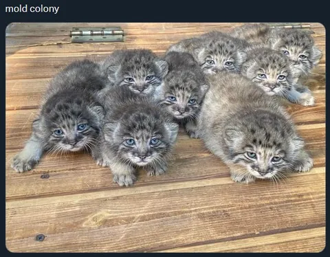 Колония сердитых котят