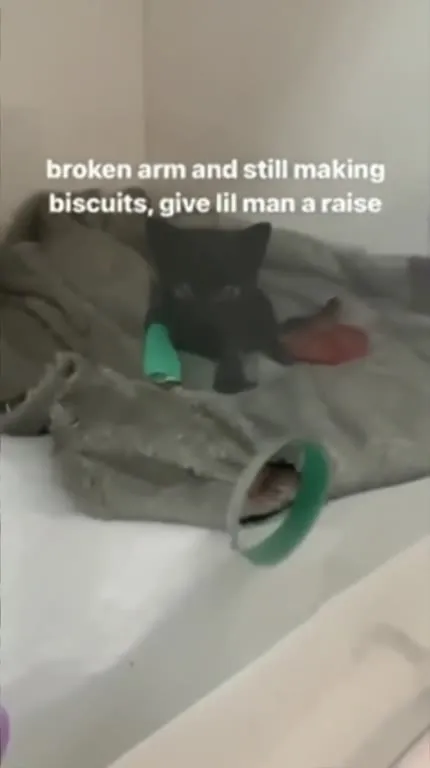 Broken Arm Kitten Deserves a Raise