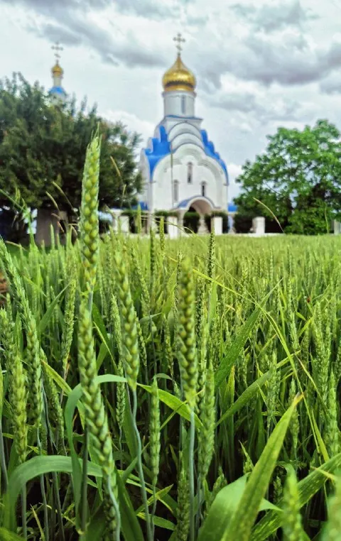 Храм среди кубанской пшеницы
