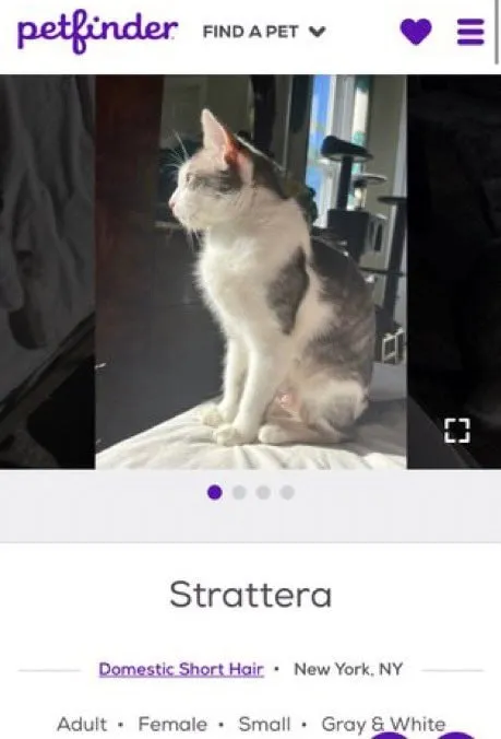 Strattera Cat Listing